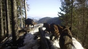 Pauza de respirație: Turmă de mistreți, surprinsă de camerele de luat vederi în Parcul Național Piatra Craiului