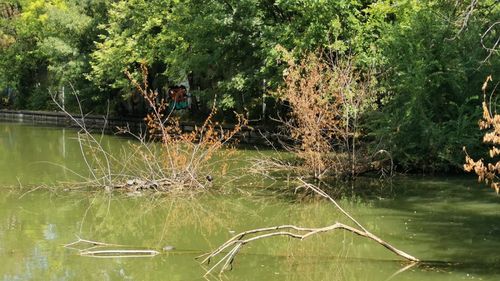 Ce proiecte de mediu finanțează Primăria București: protecția albinelor, efectele poluării asupra sănătății și extinderea pădurilor în Capitală