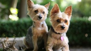 Ce spune rasa câinelui tău despre personalitatea ta. Cât de mult vă influențați reciproc / Preferințele tale în materie de animale nu sunt întâmplătoare