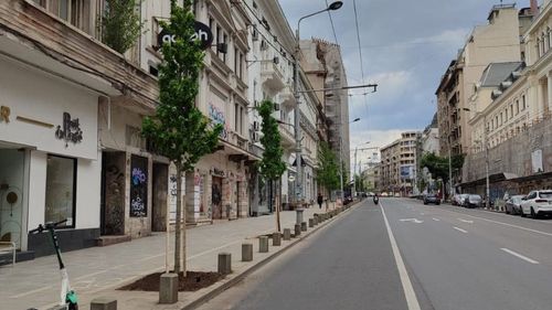 Primăria Arad a sesizat poliția după ce 17 arbori ar fi fost găuriţi cu burghiul şi otrăviţi cu sare pentru a fi tăiaţi