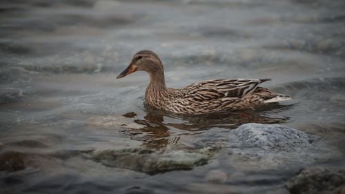 VIDEO Un cercetător olandez a descoperit o înregistrare veche în care o rață de mosc înjură