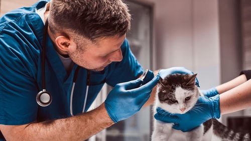 Sondaj: Peste 90% dintre proprietarii de animale au încredere și apreciază echipele de profesioniști veterinari, dar subestimează cerințele profesiei