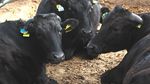 Comisia Europeană a redefinit creșterea animalelor drept „infrastructură critică”