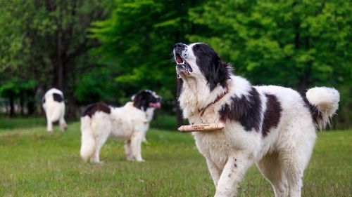 Italia mizează pe puterea câinilor românești. Ciobanii primesc bani de la stat pentru îngrijirea patrupedelor care să le apere turmele de lupi / Ciobănescul carpatin și de Bucovina, printre rasele acceptate