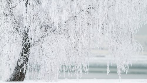 METEO: Frig, polei, ninsori şi intensificări ale vântului, până marţi / Sâmbătă este cod galben de ninsori viscolite în Moldova, Muntenia şi Dobrogea