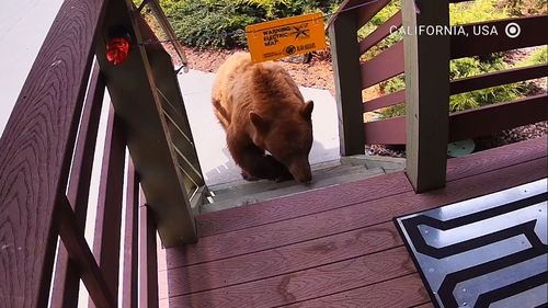 Un oraș californian a fost invadat de urși. Locuitorii exasperați încearcă tot felul de soluții ca să scape de ei