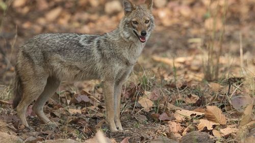 Șacal observat într-o comună din Brașov / Primar: ”Evitați să lăsați animale de companie nesupravegheate”