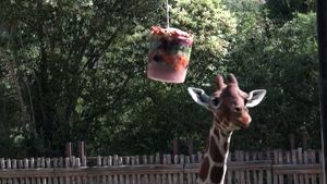 Înghețată pentru animalele de la zoo din Italia / Cum sunt protejate girafele, focile și hipopotamii din Roma în timpul caniculei