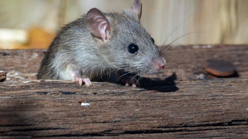 Marsilia folosește dihori pentru a scăpa de şobolanii care invadează parcurile