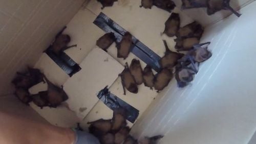 Intervenţie a pompierilor din Iaşi pentru îndepărtarea a aproximativ 200 de lilieci de pe casa scării Secţiei de Cardiologie a Spitalului ”Sfântul Spiridon” din Iaşi