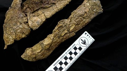 FOTO Un craniu de dinozaur "enorm" descoperit în Queensland confirmă că sauropodele au călătorit din America de Sud în Australia prin Antarctica / Fosilele datează din urmă cu 98 de milioane de ani