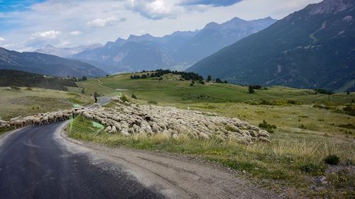 Un cioban și opt oi morți în Cluj, într-un accident rutier / Bărbatul conducea turma pe un drum național