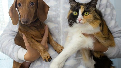 Ce înseamnă neurodiversitatea la animale și cum ne schimbă modul de a le îngriji: Sfaturi pentru o relație mai armonioasă cu prietenii noștri necuvântători