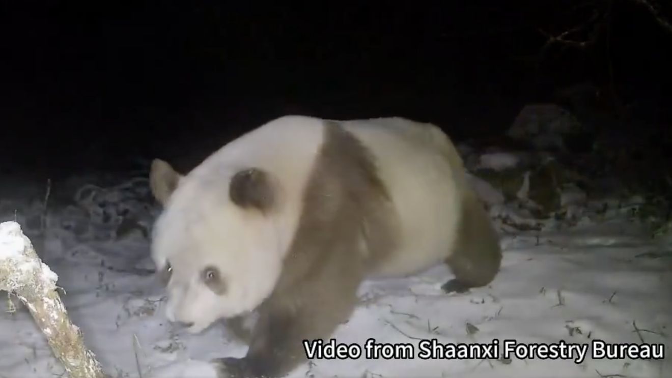 Un exemplar rar de panda brun, surprins de camerele de filmat în nord-vestul Chinei