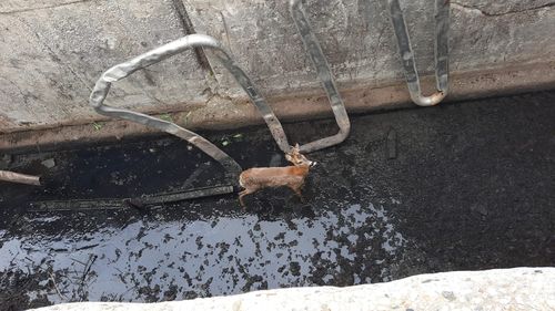 VIDEO Căprioară căzută într-un bazin de apă a fost salvată de pompierii din Alba