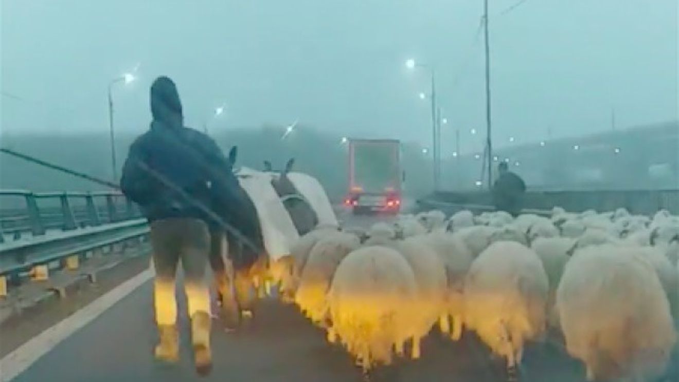 VIDEO Cu turmă de oi pe Autostrada Soarelui prin ceaţa densă. Cioban, către un şofer revoltat: „Brânza îţi place!?“