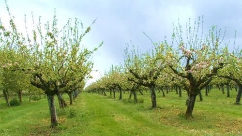 Lucian Florea, Mere de Itești, Bacău: „Ne luptăm cu vremea! / De la -8 grade, pierderile sunt de 100% / E o loterie, depinde de microclimat, de vânt, de voia Domnului”