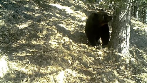 VIDEO Înregistrare amuzantă cu un urs din Parcul Naţional Retezat, surprins de camerele video la... scărpinat