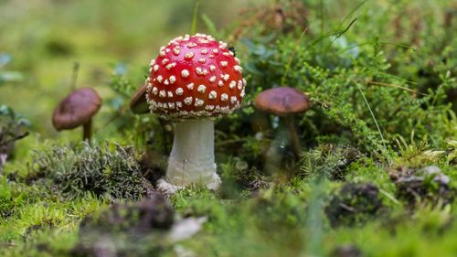 Ciupercile, nu doar în salate sau tocane: Cum funcționează ca armă împotriva poluării în epidemia de case abandonate dintr-un oraș american