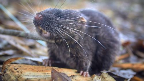 FOTO | O specie nouă de rozătoare, descoperită de oamenii de știință în jungla din Peru. Şoarecele a primit un nume special