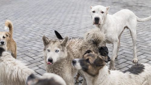 Prima țară din lume fără câini vagabonzi se află în Europa. Cum a reușit să creeze o societate în care animalele sunt protejate și iubite, nu hulite și eutanasiate
