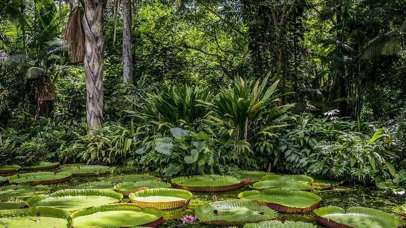 Ritmul defrişărilor în Amazonia braziliană, la cel mai scăzut nivel din ultimii 9 ani