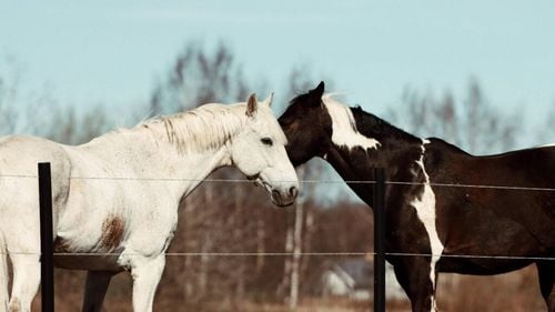 Care sunt cele mai populare rase de cai: Top 10 specii de cabaline îndrăgite de crescătorii de cai (VIDEO)