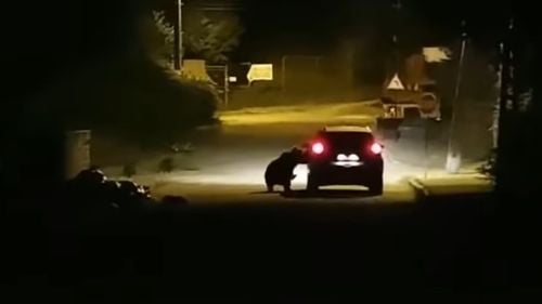 VIDEO Momentul în care o ursoaică atacă o mașină pe o stradă din Bușteni și mușcă din portieră