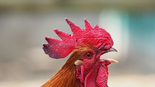 Tradiții uitate de Paște: Sașii băteau un cocoș, iar apoi îl găteau / Românii aveau un obicei, atribuit acum catolicilor: stropeau fetele, dar nu cu parfum, ci cu apă / ”Astfel își liniștesc mamele fetele, iar inul nu se face înalt”