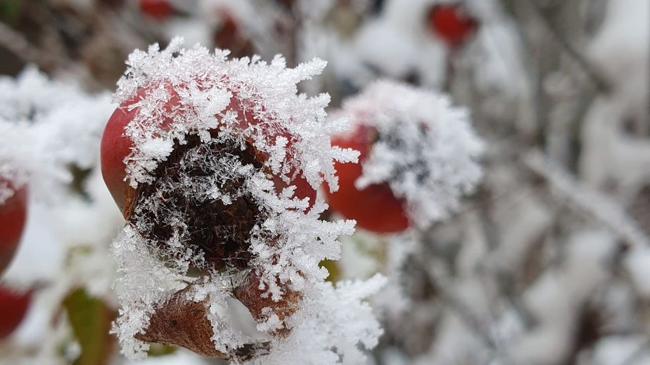 METEO: Cod galben de vânt şi ninsori în 11 judeţe şi la munte, până marţi dimineaţa/ Informare de precipitaţii, până miercuri