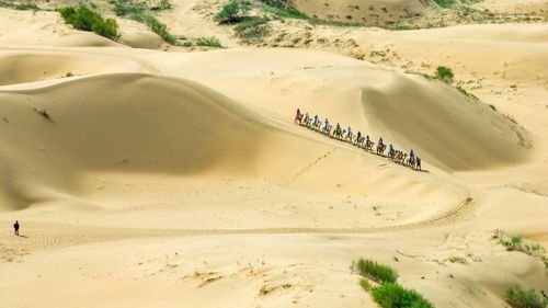 „Marele Zid Verde” al Chinei: un pariu ecologic masiv, dar cu ce preț?