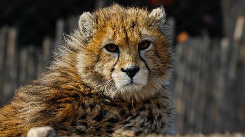 „Pirouz”: Val de tristețe în Iran, după ce unul dintre ultimii gheparzi asiatici din lume a murit