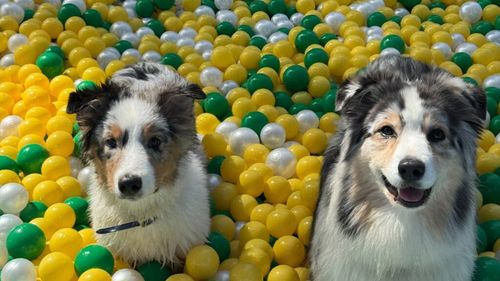 VIDEO EXCLUSIV | Cum se distrează francezii alături de cățeii lor: Imagini inedite de la târgul TomWoof, organizat în cinstea patrupedelor