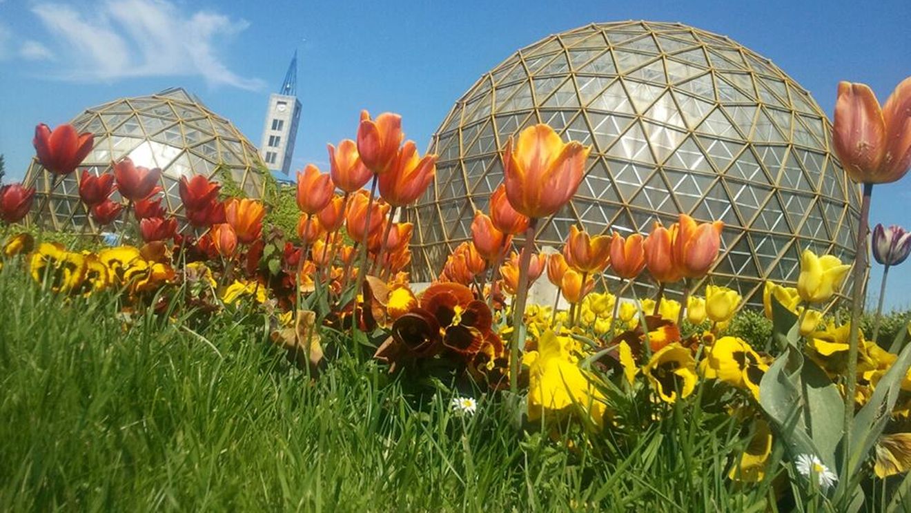 Grădina Botanică din Jibou, destinaţie de 1 Mai: zeci de mii de lalele şi cireşi japonezi înfloriţi