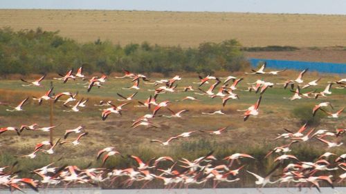 FOTO Imagini spectaculoase cu un stol de flamingo ajuns în Jurilovca/ Sute de păsări au fost admirate pe Razim Sinoe