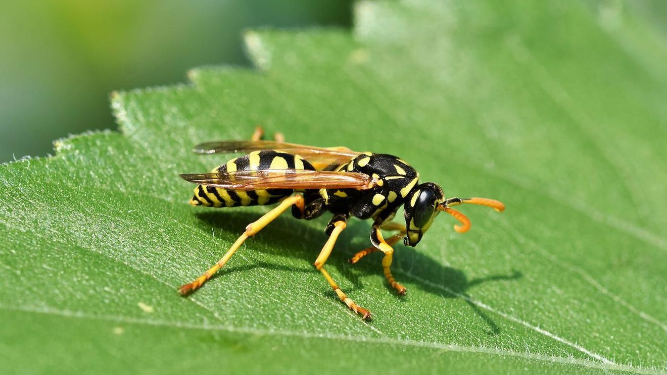 Viespi semnalate în drumețiile la munte / Salvamont: „Au fost cazuri grave în Retezat”