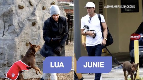 VIDEO Fostul jucător de fotbal american Tom Brady afirmă că şi-a clonat câinele, în urmă cu doi ani / Este vorba de pitbullul său Junie