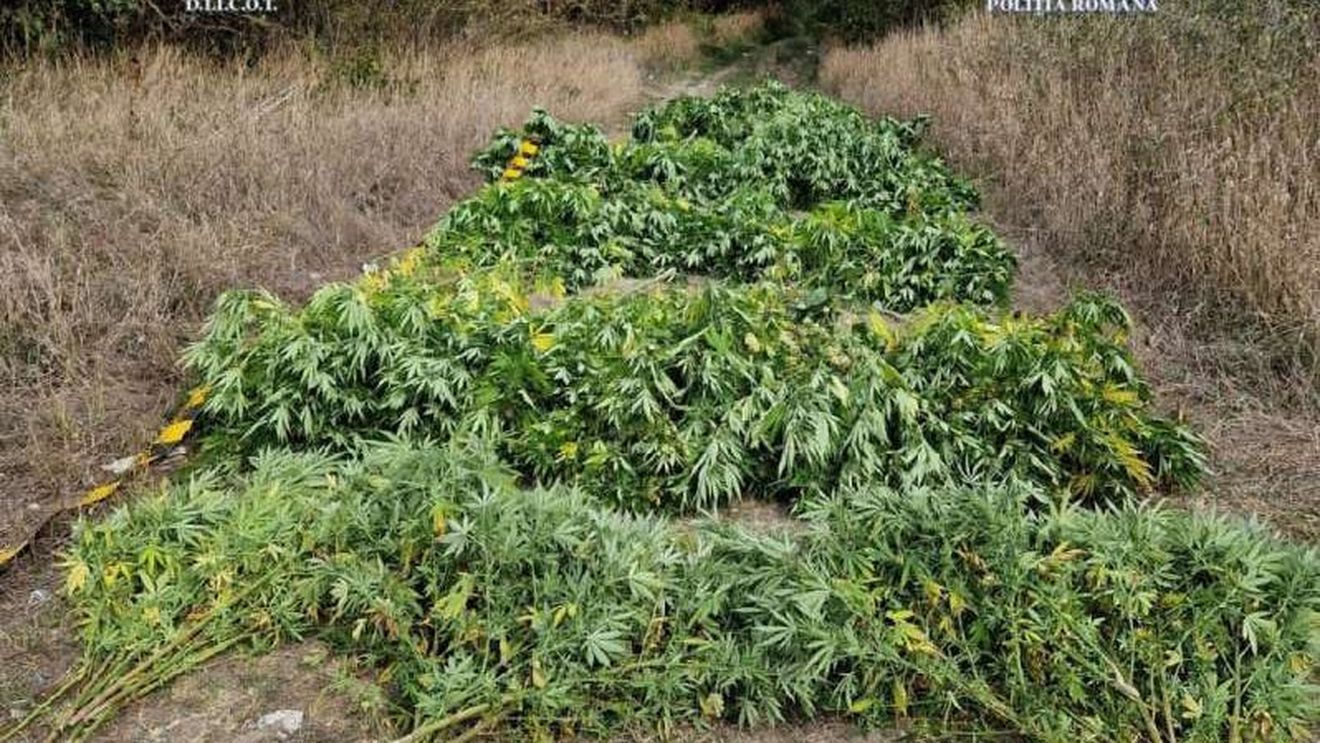 Procurorii au confiscat 1,3 tone de canabis în județul Neamț, dintr-o seră / Proprietarul serei intenționa să comercializeze producția de canabis