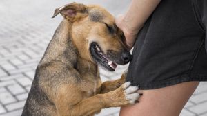 11 tipuri de agresivitate la câini explicate de experți: de la frică și durere la instinct și confuzie. Cum recunoști semnele și ce trebuie să faci pentru a le corecta comportamentul