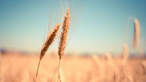 Cotaţia grâului scade, după prelungirea acordului privind exporturile de cereale ucrainene pe Marea Neagră
