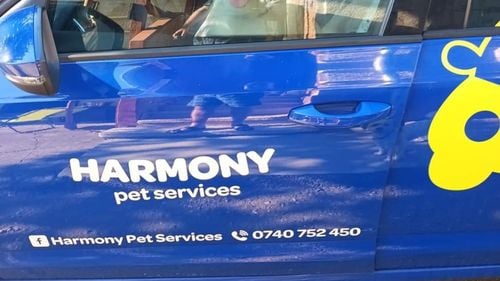 FOTO Primul pet taxi din Timișoara. Siguranță și confort pentru călătoria câinilor și pisicilor / Se oferă și servicii de urgență non stop