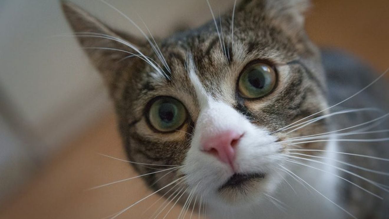 Anchetă la Spitalul Judeţean Constanța după ce mai multe pisici au ajuns în Secţia de Radiologie odată cu îndepărtarea plafonului fals, pentru lucrări de reparaţii