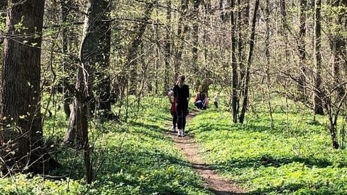 Bucuresti: Un proiect de hotărâre prin care drumul forestier din pădurea Băneasa să poată fi utilizat de locuitorii din Greenfield a fost propus de reprezentanții USR în Consiliul General