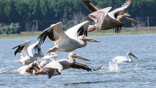 EXCLUSIV Parchetul European a trimis în judecată al treilea dosar din acest an din seria Delta Dunării / Program european de peste 1 miliard de euro, suspect de mari fraude, inclusiv pe linie politică