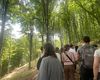 REPORTAJ | După două ore în pădurea de fag din Munții Făgăraș, nu mai privești niciun copac la fel. Lecțiile despre viața secretă a arborilor de pe Valea Moașei, spre Cabana Suru
