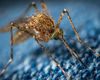 Franța eliberează milioane de țânțari în orașe pentru a reduce o specie invazivă asociată cu răspândirea unor boli precum Dengue, Zika și Chikungunya