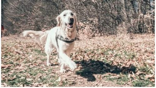 Yukan’na, o cățelușă de salvare rasa Golden Retriever, s-a pierdut în zona Galda de Jos din județul Alba / Salvamont România oferă recompensă pentru găsire ei