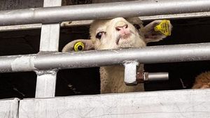 Crescătorii greci de animale acuză că sunt aduși miei din România, pentru a fi vânduți ca și cum ar fi grecești