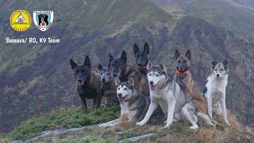 Yan, câinele-erou al Unității Canine Salvamont Suceava, iese la pensie din motive medicale. Predă ștafeta colegului său, SVen: „Am hotărât asta pentru a-i prelungi viața”