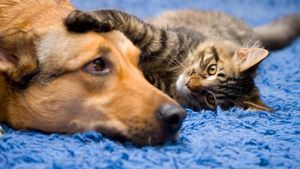 Animalele pot fi dreptace sau stângace? Descoperirile surprinzătoare ale cercetătorilor: Ce lăbuță preferă câinii și pisicile și ce ne spune asta despre creierul lor